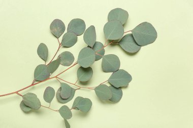 Yeşil arkaplanda okaliptüs dalı