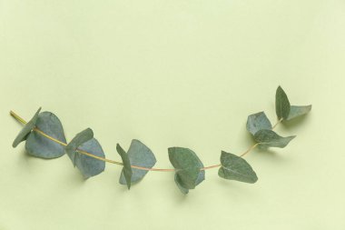 Yeşil arkaplanda okaliptüs dalı