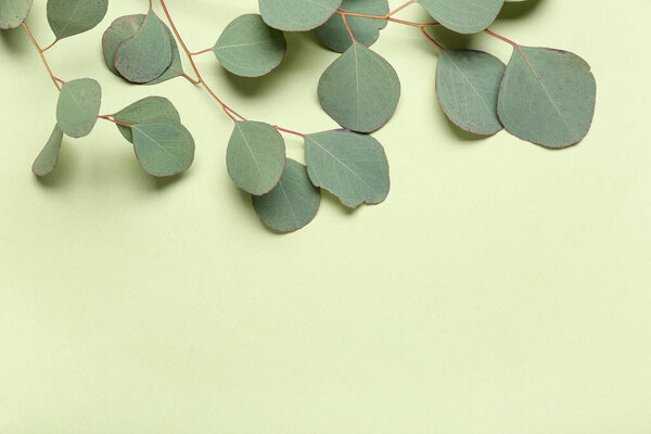Eucalyptus branch on green background