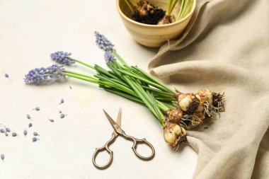 Beyaz masada güzel Muscari çiçekleri ve makasları
