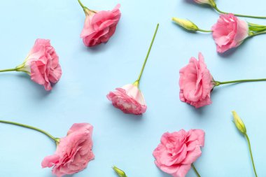 Mavi arka planda güzel pembe Eustoma çiçekleri
