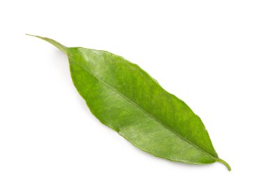 Tangerine leaf on white background