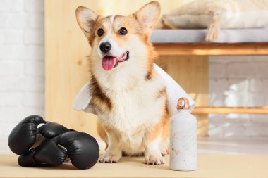Evde spor su şişesi ve boks eldivenleri olan şirin Corgi köpeği.