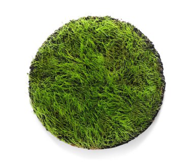 Beyaz arka planda taze yeşil buğday çimi olan toprak.