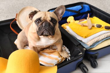 Güzel bir Fransız bulldog 'u valizinde giysiler ve seyahat aksesuarlarıyla yatıyor, yakın plan.