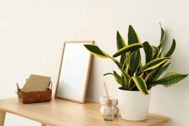 Işık duvarının yanındaki masada sazlık dağıtıcı bulunan Sansevieria fabrikası