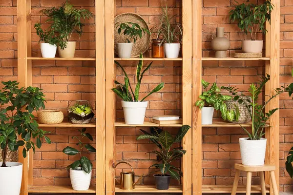 Odasında tuğla duvarın yanında farklı ev bitkileri olan raflar, yakın çekim.