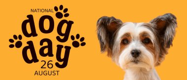 Sarı arka planda şirin Biewer Terrier köpeği, yakın plan.