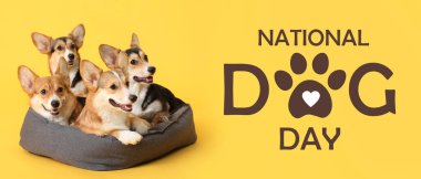 Arka planda evcil yatağı olan şirin corgi köpekleri.