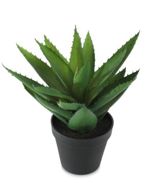 Beyaz arkaplanda suni aloe