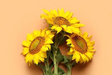 Turuncu arka planda güzel ayçiçekleri