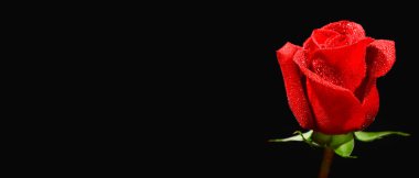 Siyah arkaplanda güzel kırmızı bir gül