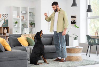 Genç adam evde Dobermann 'ın köpeğine atıştırmalık veriyor.