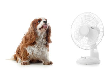Beyaz arka planda komik köpek ve elektrikli yelpaze
