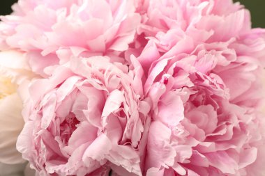 Arka plan olarak güzel şakayık çiçekleri, yakın plan