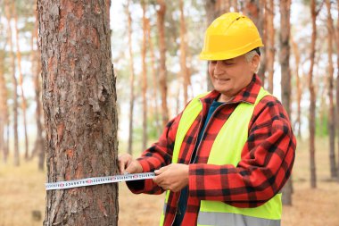 Ormandaki ağacın çapını ölçen kıdemli ormancı.