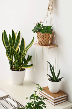 Işık duvarının yanındaki bankta kitapları olan yeşil bitkiler.