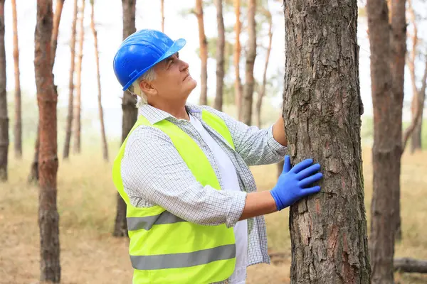 Ormandaki ağaçları kontrol eden kıdemli ormancı