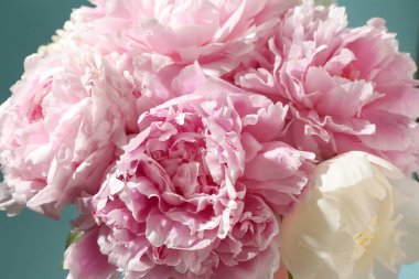 Mavi arka planda güzel şakayık çiçekleri, yakın plan