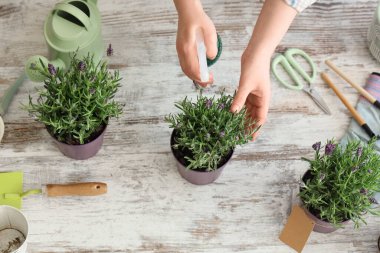 Masadaki lavanta çiçeklerine su püskürten kadın elleri.