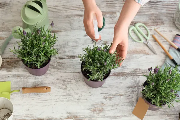 Masadaki lavanta çiçeklerine su püskürten kadın elleri.