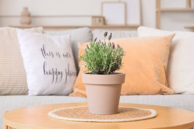 Güzel lavanta çiçekleri olan tencere şık oturma odasında, yakın plan.