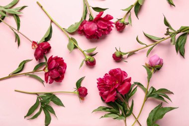 Pembe arka planda güzel şakayık çiçekleri