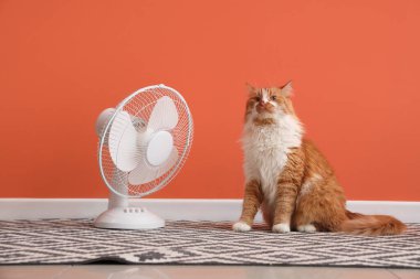 Turuncu duvara karşı komik kedi ve elektrikli vantilatör