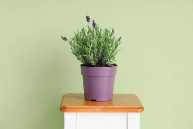 Yeşil duvarın yanındaki masada lavanta çiçekleri