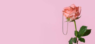 Pembe arkaplanda güzel bir gül ve şık bir kolye.