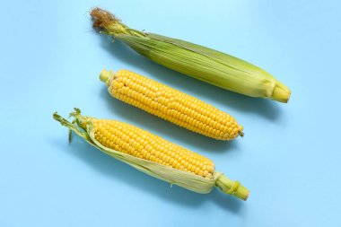 Mavi arka planda kabuklu taze mısır koçanları.