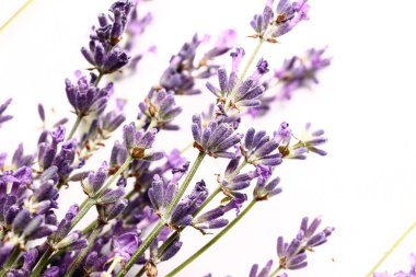 Beyaz arka planda güzel lavanta çiçekleri dalları, yakın plan