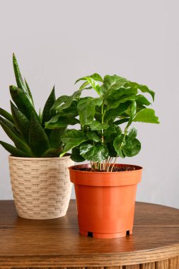 Gri duvarın yanındaki masada yeşil bitkiler var.