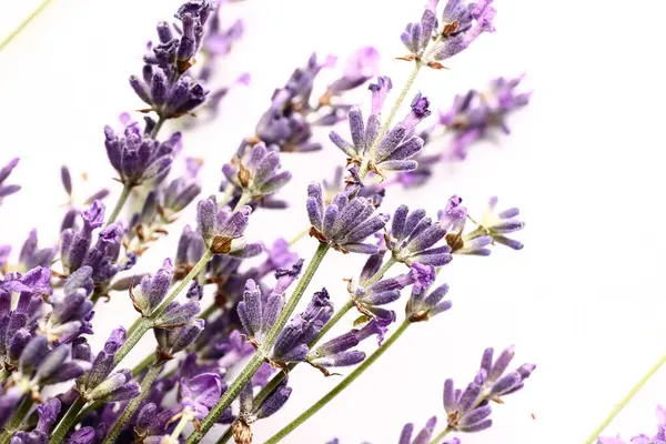 Beyaz arka planda güzel lavanta çiçekleri dalları, yakın plan
