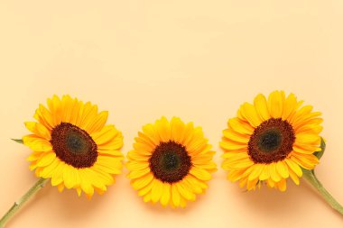 Turuncu arka planda güzel ayçiçekleri