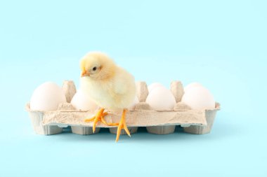 Mavi arka planda yumurtaları olan tatlı bir piliç.