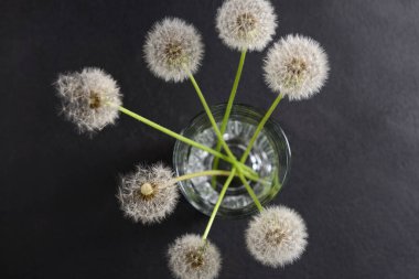 Koyu arkaplanda beyaz karahindiba çiçekli cam, yakın plan.