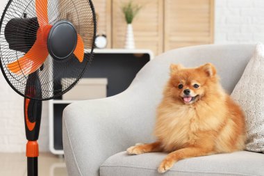 Oturma odasındaki koltukta elektrikli vantilatörlü şirin Pomeranya tükürüğü.