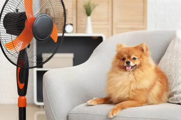 Oturma odasındaki koltukta elektrikli vantilatörlü şirin Pomeranya tükürüğü.
