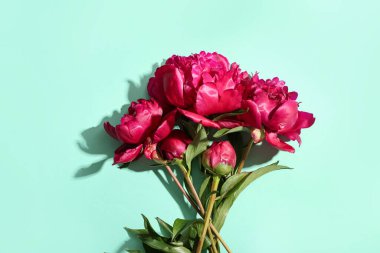 Turkuaz arka planda güzel şakayık çiçekleri