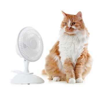 Beyaz arka planda komik kedi ve elektrikli fan