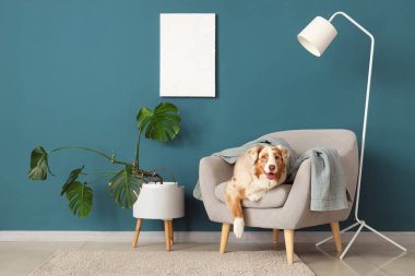 Tatlı Avustralyalı çoban köpeği oturma odasında gri koltukta yatıyor.