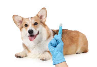 Beyaz arka planda şirin Corgi köpeğinin yanında parmak fırçası olan veteriner.