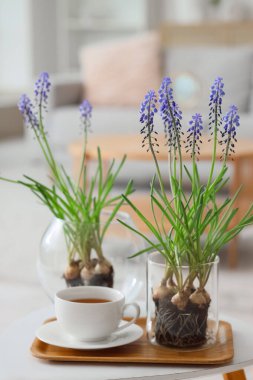 Muscari çiçekli vazolar ve oturma odasındaki masada bir fincan kahve, yakın plan.