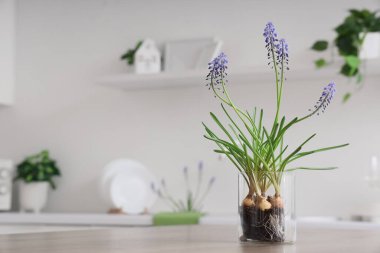 Mutfaktaki masada güzel Muscari çiçekleri, yakın plan.