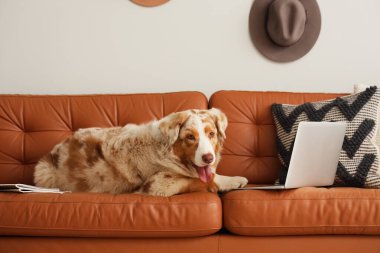 Oturma odasındaki kahverengi kanepede dizüstü bilgisayarı olan sevimli Avustralya çoban köpeği.