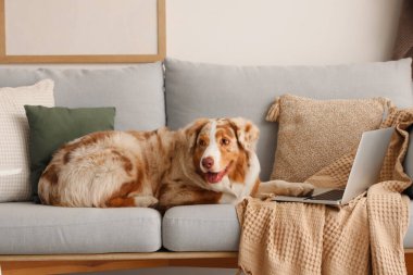 Oturma odasındaki gri koltukta dizüstü bilgisayarı olan şirin Avustralya çoban köpeği.