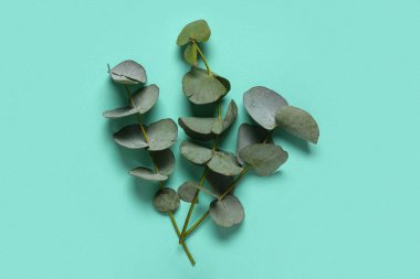 Turkuaz arka planda yeşil okaliptüs dalları