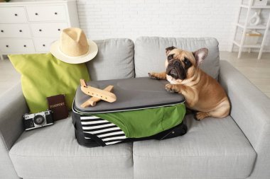 Evdeki kanepede oturan bavullu ve gezici aksesuarlı sevimli Fransız bulldog.