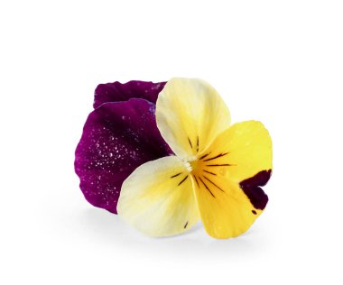 Beyaz arka planda güzel renkli yenilebilir çiçek